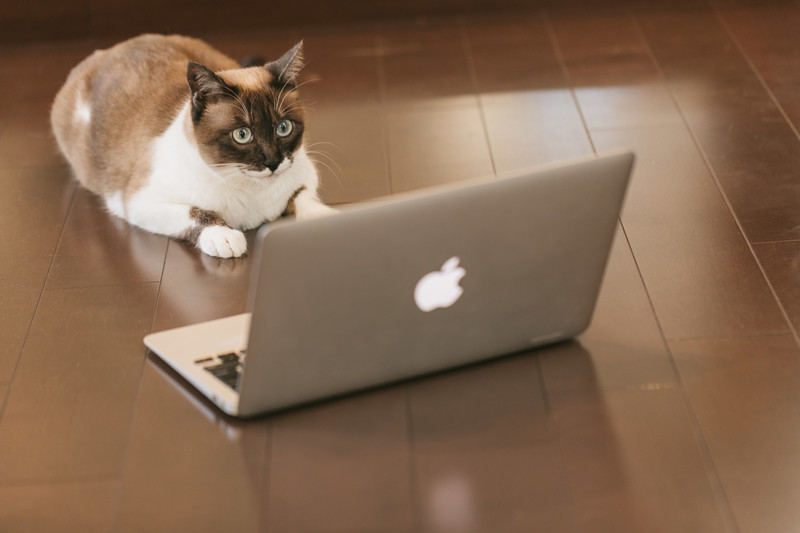 PCの勉強をする猫のイメージ